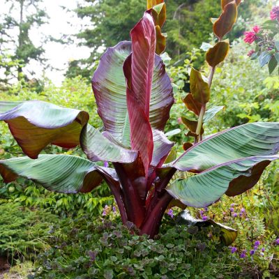 Abyssinian banana tree-min