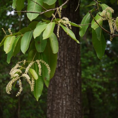 Terminalia Elliptica-min