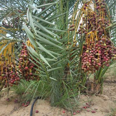 WhatsApp Image 2023-03-25 at 13.28.25