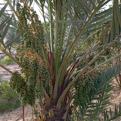 WhatsApp Image 2024-11-08 at 5.03.06 PM (2)