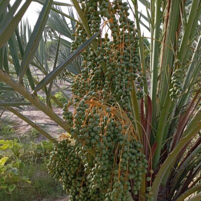 WhatsApp Image 2024-11-08 at 5.03.07 PM (1)