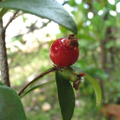 cedar bay cherry-min