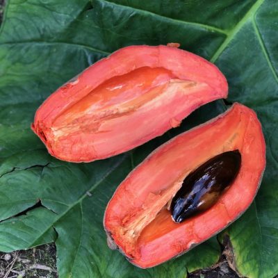 mamey-sapote-min