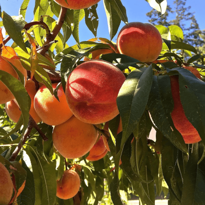 prunes rectica peach-min