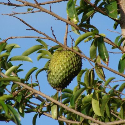 soursop-min