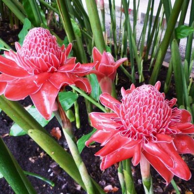 torch-ginger-min
